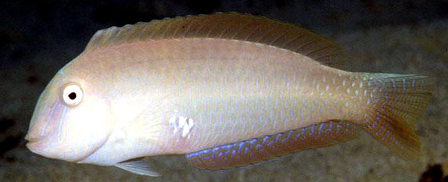 Xyrichtys novacula_0005